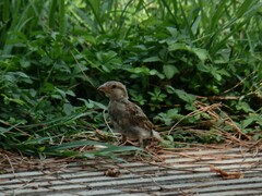Passer domesticus