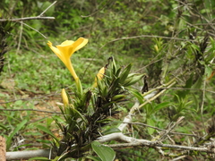 Barleria prionitis