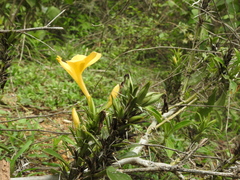 Barleria prionitis
