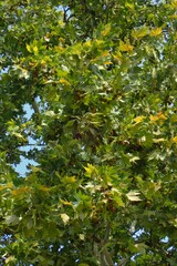 Platanus