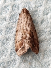 Erannis declinans