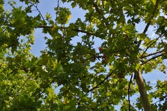 Platanus