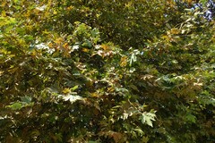 Platanus