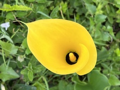 Zantedeschia