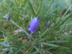Campanula cespitosa