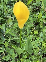 Zantedeschia