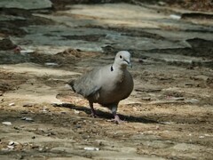 Streptopelia decaocto