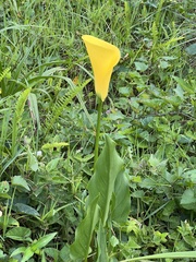 Zantedeschia