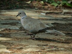 Streptopelia decaocto