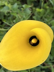 Zantedeschia