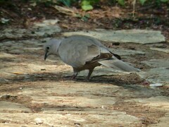 Streptopelia decaocto