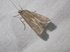Eudonia leptalaea