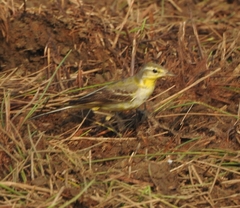 Motacilla flava