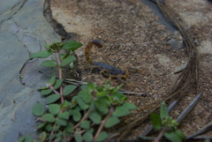 Uroplectes triangulifer