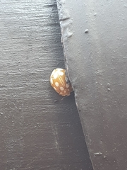 Vibidia duodecimguttata