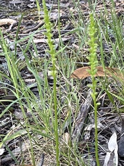 Microtis unifolia