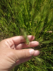 Hordeum geniculatum