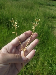 Cerastium glomeratum