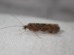 Hydrobiosidae
