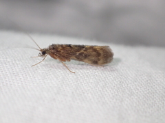 Hydrobiosidae