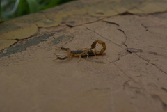 Uroplectes triangulifer