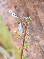 Leptotarsus