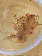 Dendronotus iris