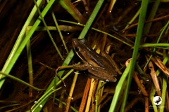 Litoria adelaidensis