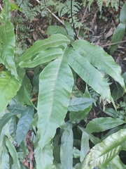 Tectaria harlandii