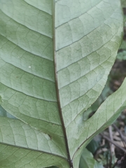 Tectaria harlandii