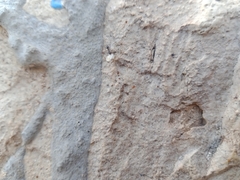 Paratrechina longicornis
