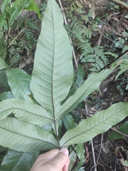 Tectaria harlandii