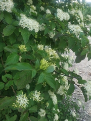 Cornus sanguinea australis