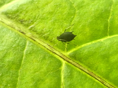 Aphis gossypii