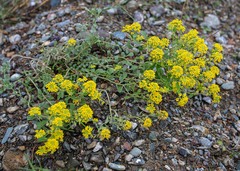 Odontarrhena obovata