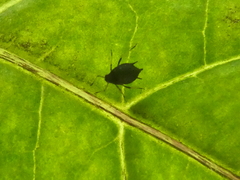 Aphis gossypii