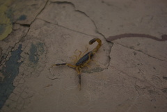 Uroplectes triangulifer