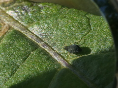 Aphis gossypii