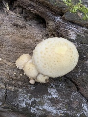 Pholiota squarrosa