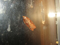 Acleris maccana