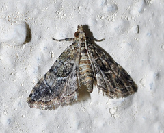 Satole ligniperdalis