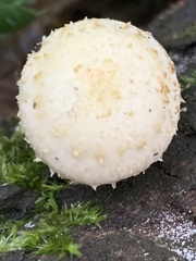 Pholiota squarrosa