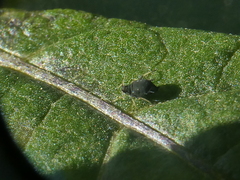 Aphis gossypii