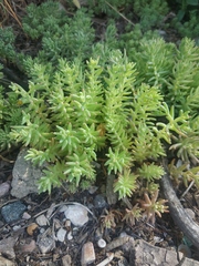 Sedum