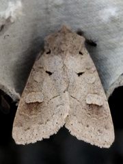 Ammoconia caecimacula