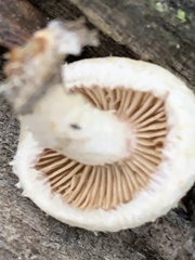Pholiota squarrosa