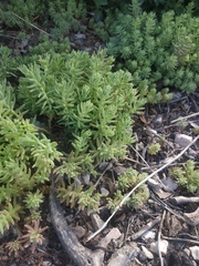 Sedum