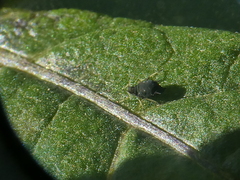 Aphis gossypii