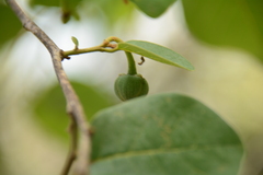 Annona senegalensis senegalensis