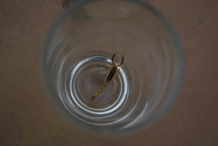 Uroplectes triangulifer